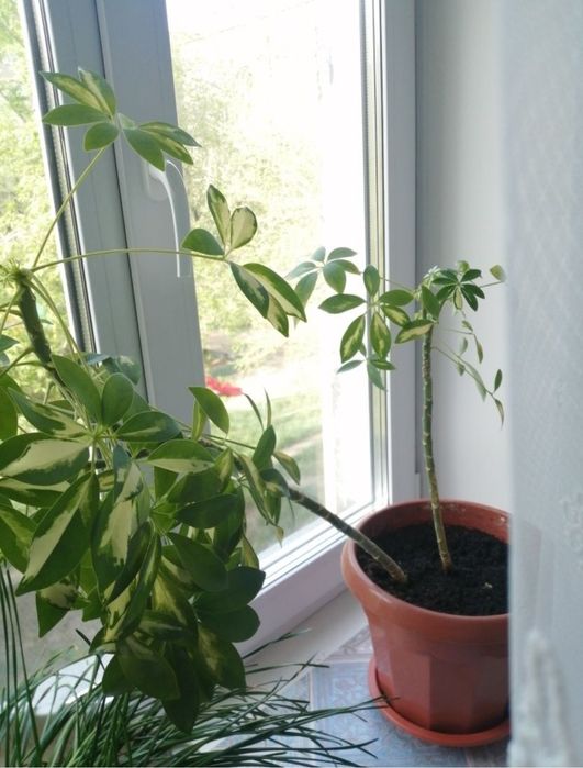 Продаю домашние цветы