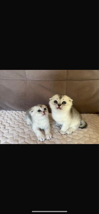 Продаются породистые котята !