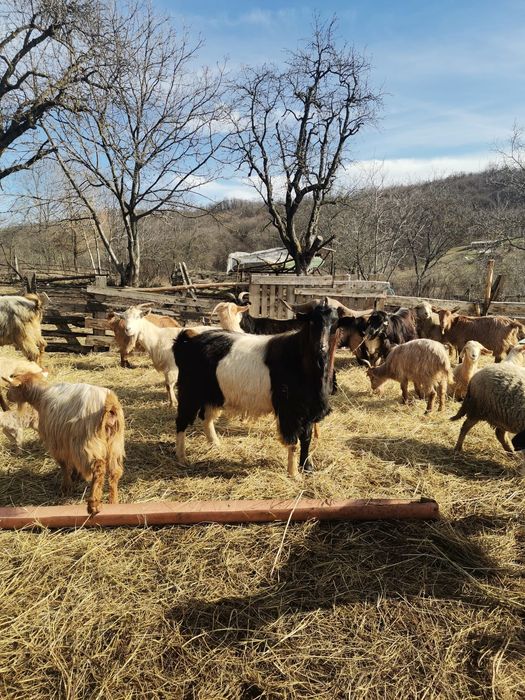 Țap alpin metis! Vârsta 3 ani