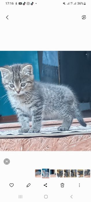 Котята шотландские