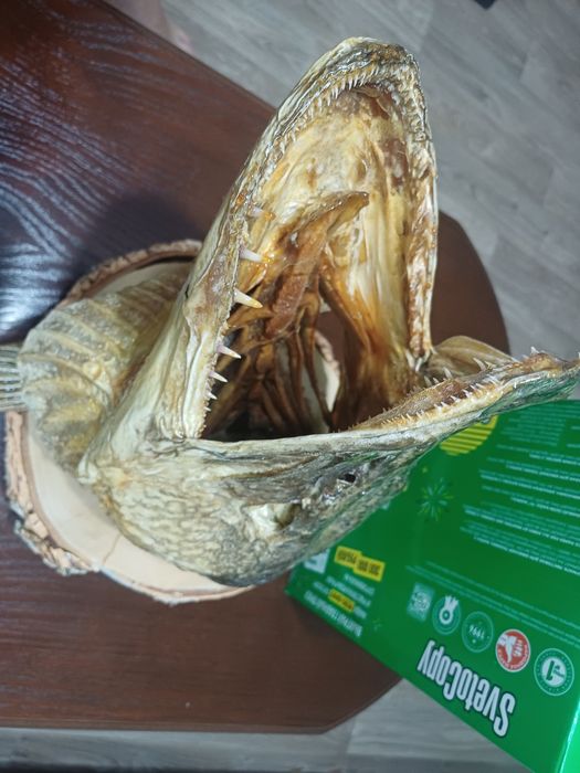 Чучело для бани и дома щука, сувенир