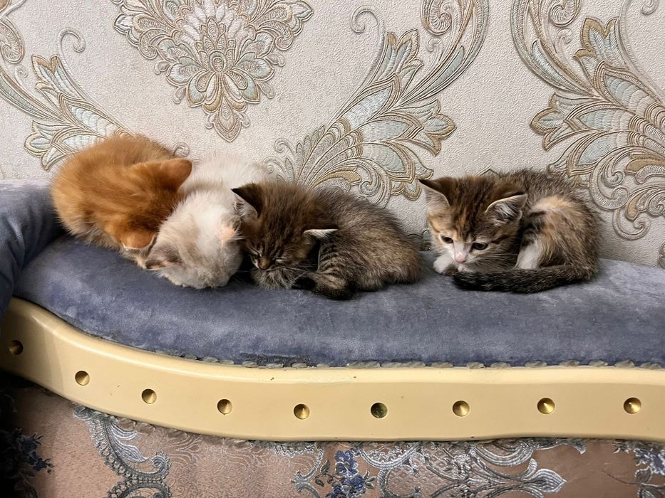 Котята 2 месячные