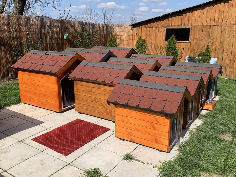 Cusca de caine izolata - calitate garantata