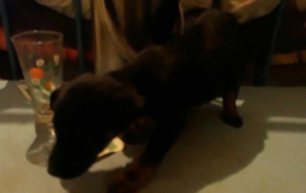 Щенки девочки в добрые руки