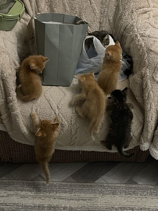 Отдам котят в хорошие руки