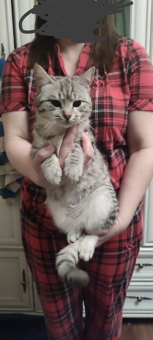 Отдам кота не кастр. За 100 тг
