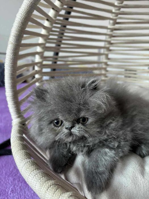 Acest anunț este exclusiv iubitorilor de animale .