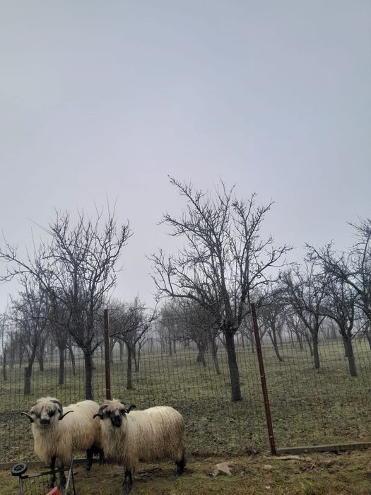 Vând doi berbecuți 850lei bucata