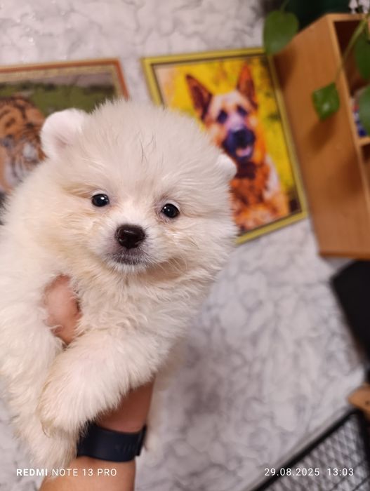 Щенки шпиц померанский с документами