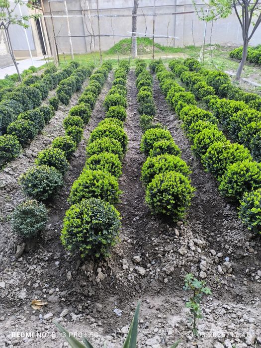 Shamshod ko'chatlari