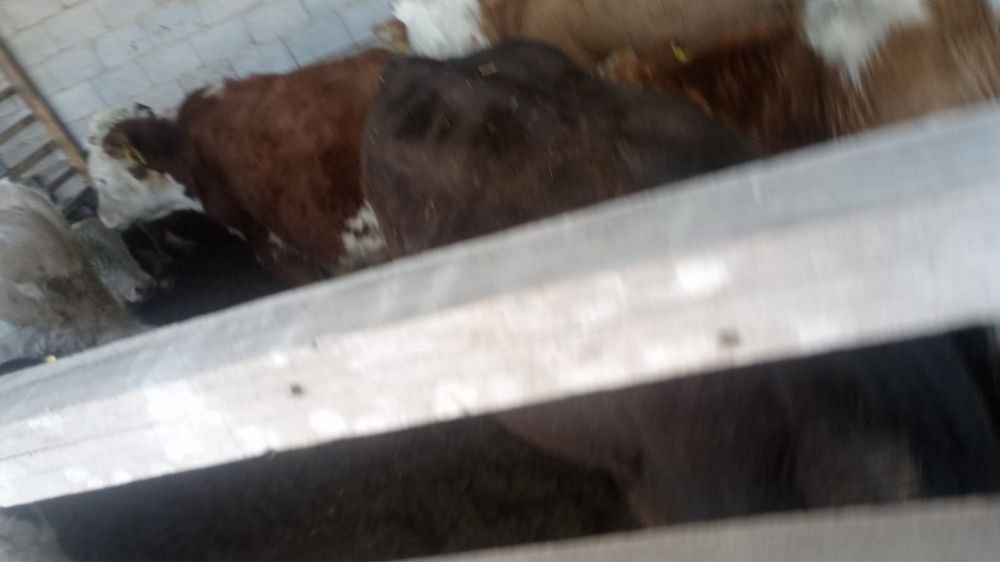 Жас бұқа, қой, тоқты