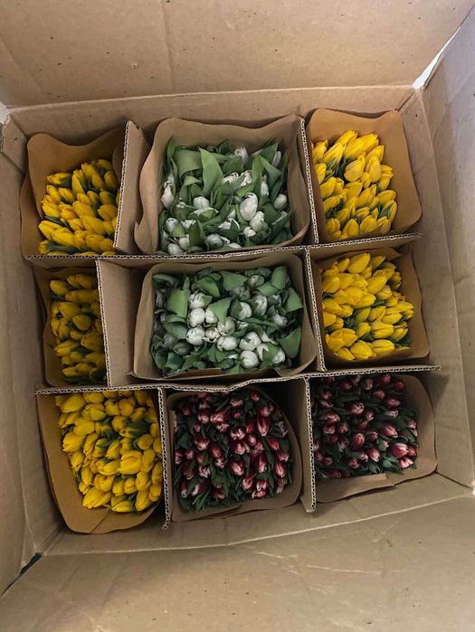 тюльпаны по предзаказу