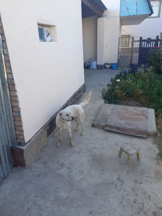 Продаю собаку Алабай