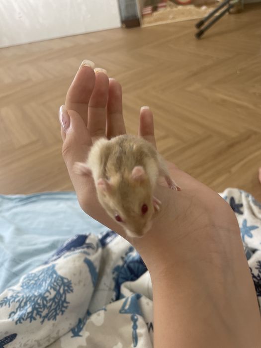 Хомяк джунгарик маленький