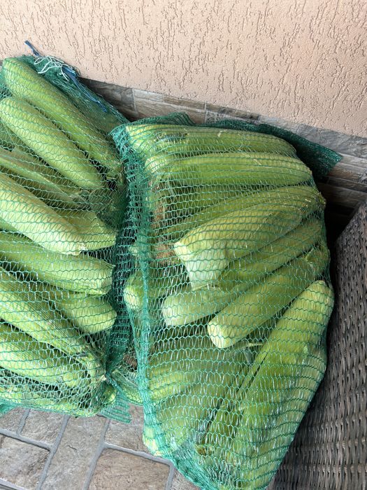 Porumb dulce fără chimicale, bob mare, 20-28 cm bucata
