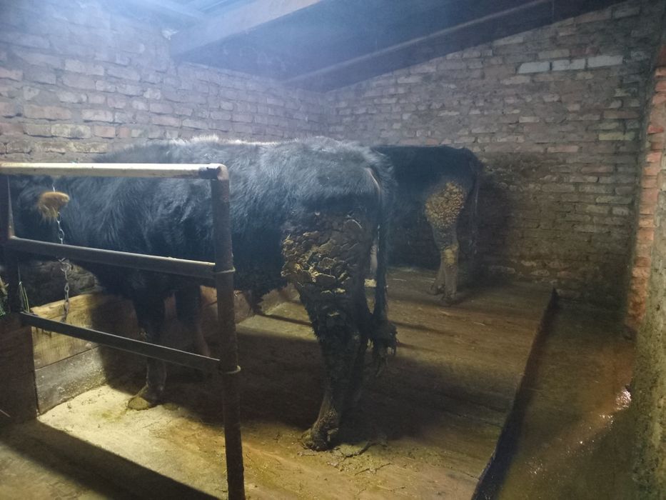 Прадам бычков цена за дваех