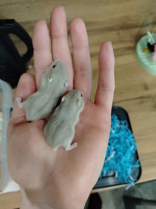 Продам семью хомяков