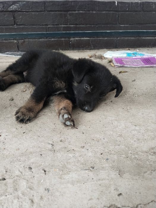 Продаются щенки овчарки