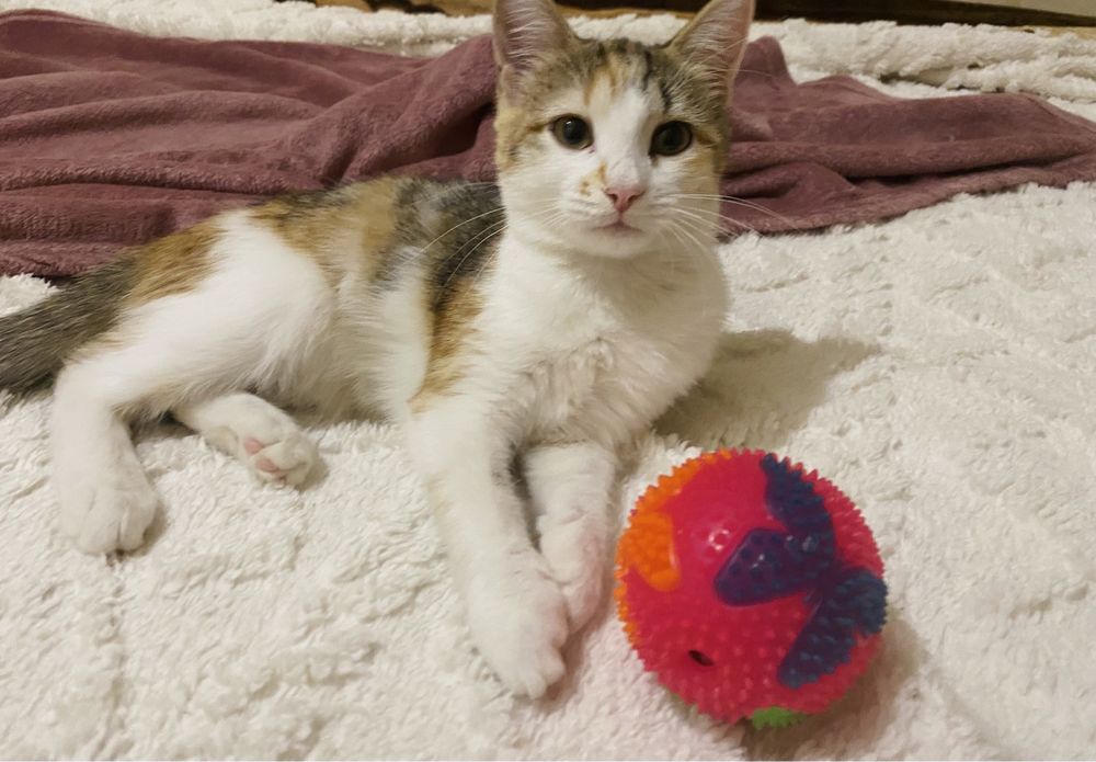 Отдам в добрые руки