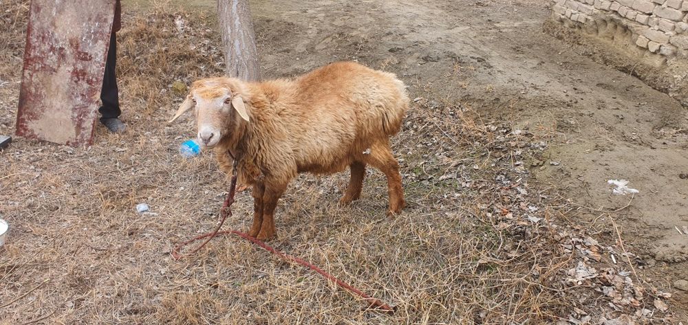 Ikkita qòchqor sotiladi boqilgan