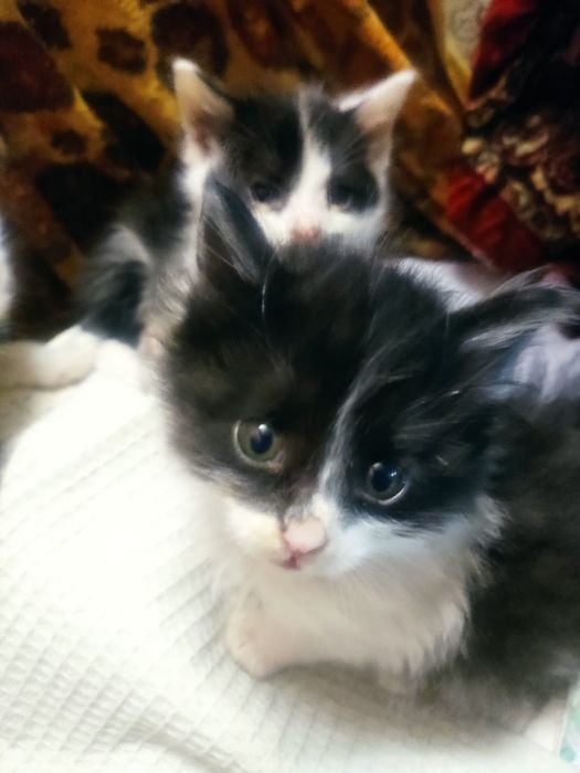Кошечка 1,5 месяца