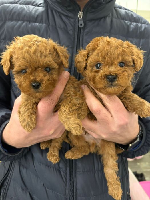 Той Пудел Ред Априкот