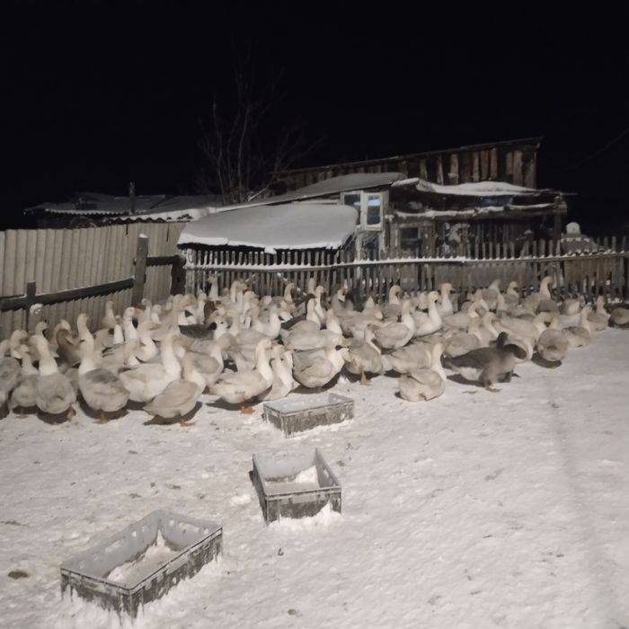 Срочно! Распродажа гусей