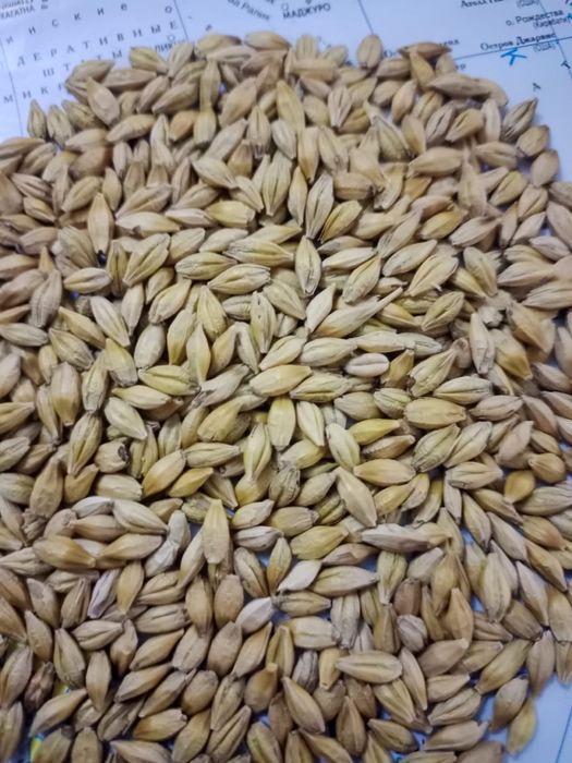 Отруби Пшеница Ячмень Кукуруза Овес