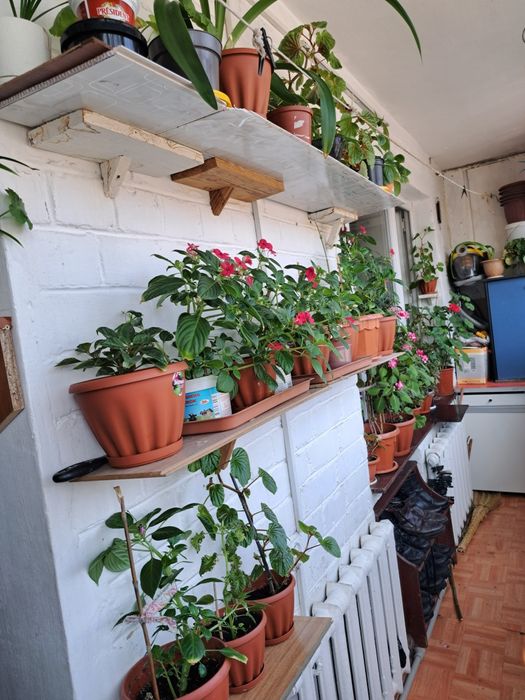 Продам цветы в Коктале