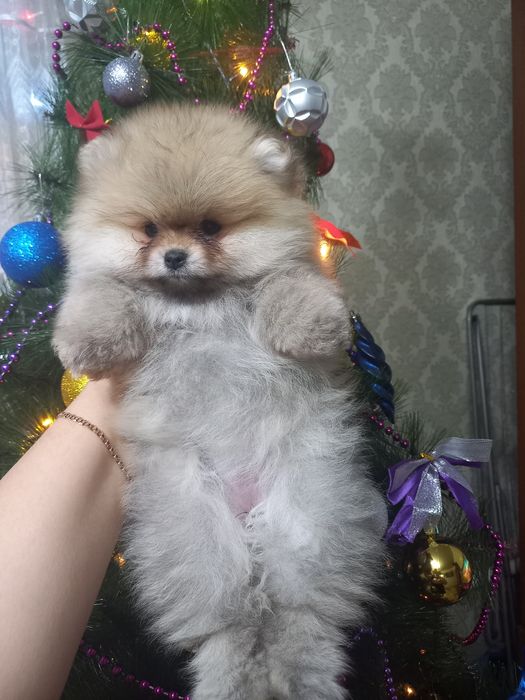 Продаётся шикарные мишки