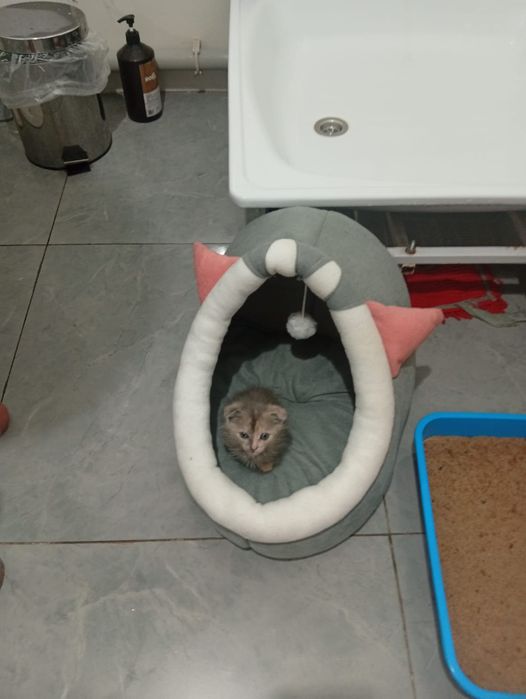 Мысық   сатылады
