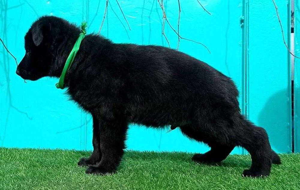 Щенки Немецкой Овчарки с документами.