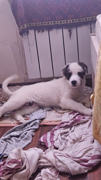 Отдам щенка в добрые руки