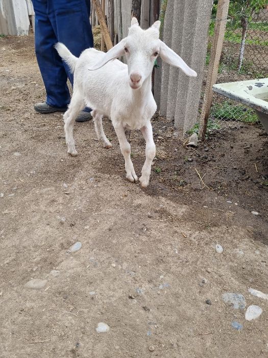 Ешкі сатылады нубинский