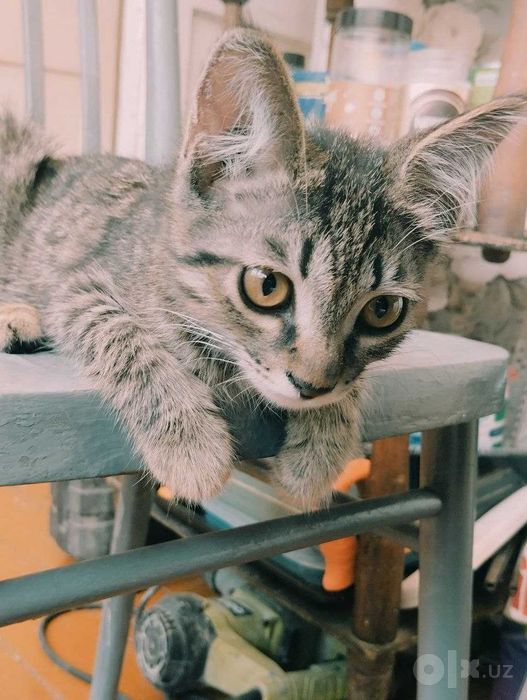 Тигрового окраса кошечка , tiger shaped kitten for adoption