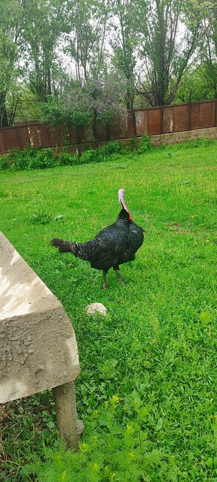 Индюк индюшка  Қораз/мекен пара