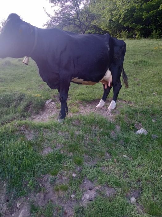 Vacă  de vânzare