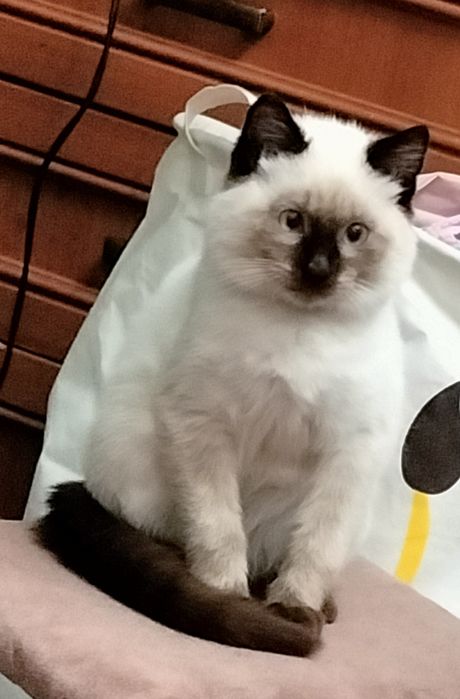 Отдам котёнка мальчика