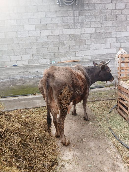 Продам доиную коров. С теленком