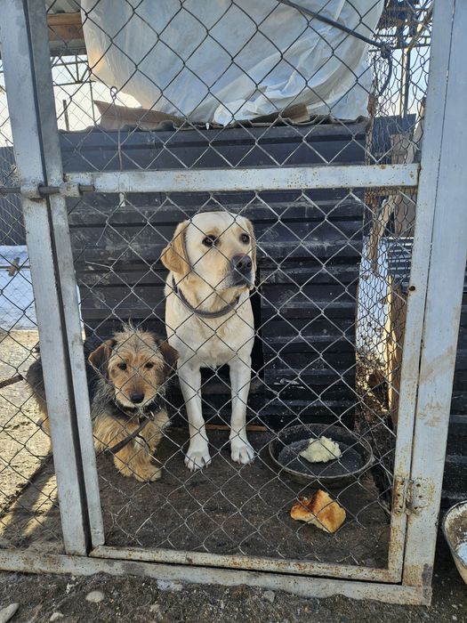 Продам лобрадора