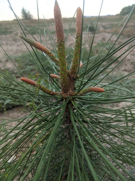 Vând puieți forestieri 0,30 bani