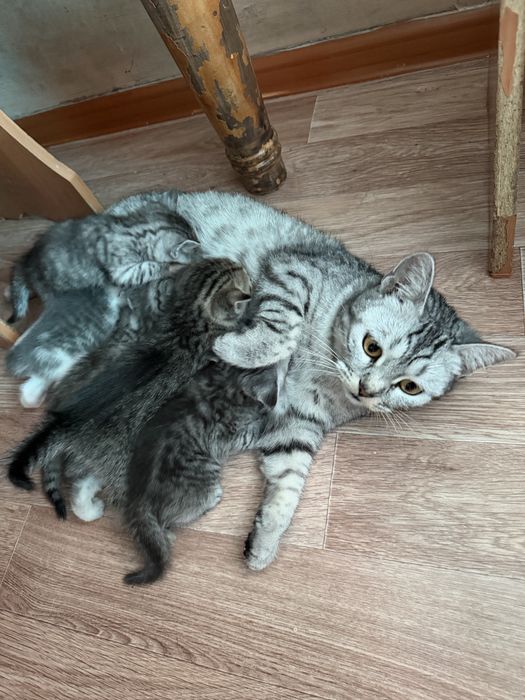 Шотландиялық тік құлақ котяттар сатылады