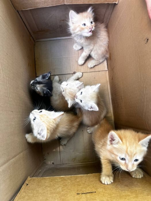 Котята в добрые руки