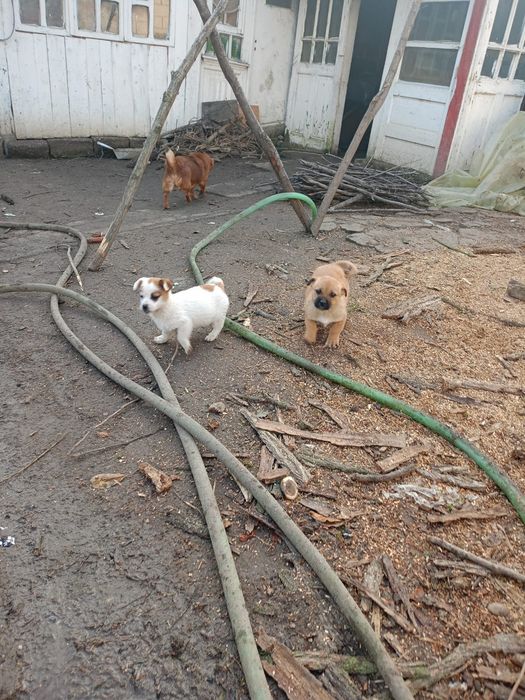 Donez căței pechinezi