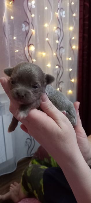 Щенки   чихуахуа