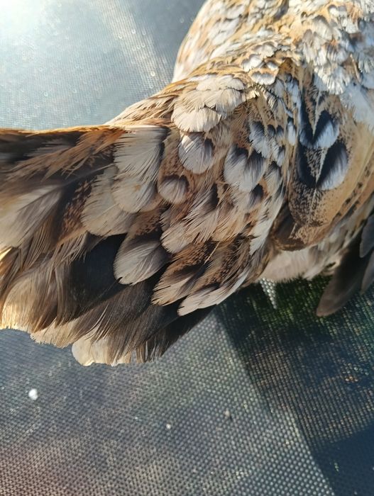 Vând găină americană