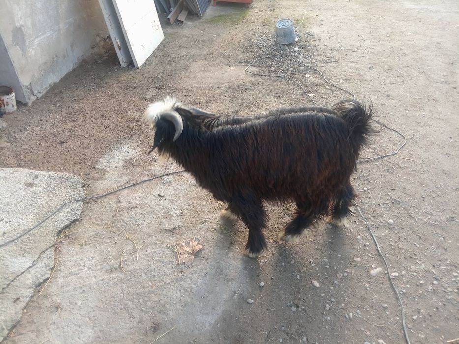 Еркак ечки нархи 2200минг тел1