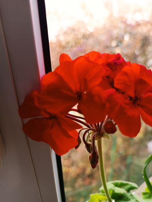 Продам герань, разноцветную