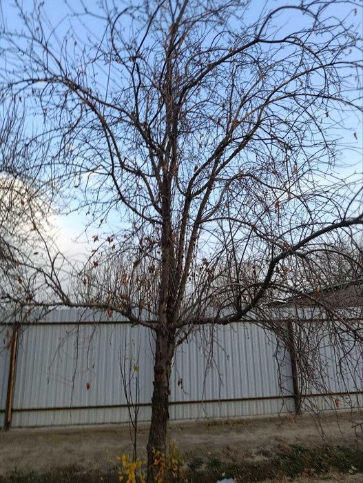 O'tin sotiladi.Daraxtlar