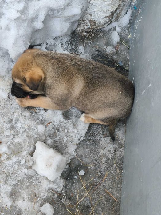 Отдам щенков бесплатно